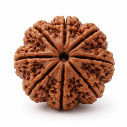 Verified 8 Mukhi Rudraksha – Vastu Remedy for Obstacle Removal & Ganesha Blessings | Ideal for Main Entrance Protection