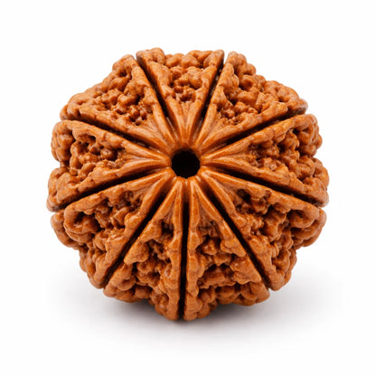 Certified 9 Mukhi Rudraksha – Vastu Remedy for Power, Courage & Durga Protection | Ideal for South Direction Strength
