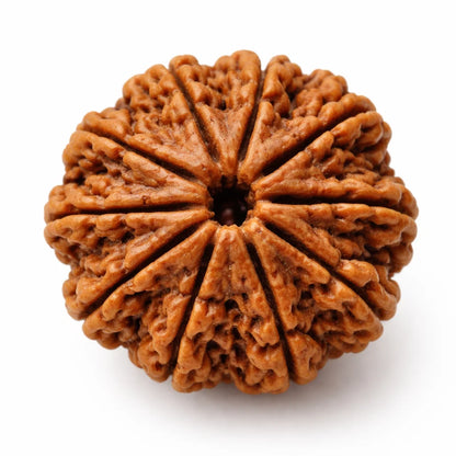 Lab Certified 10 Mukhi Rudraksha – Vastu Remedy for Evil Eye Protection & Peace | Ideal for Main Door & Vishnu Altars