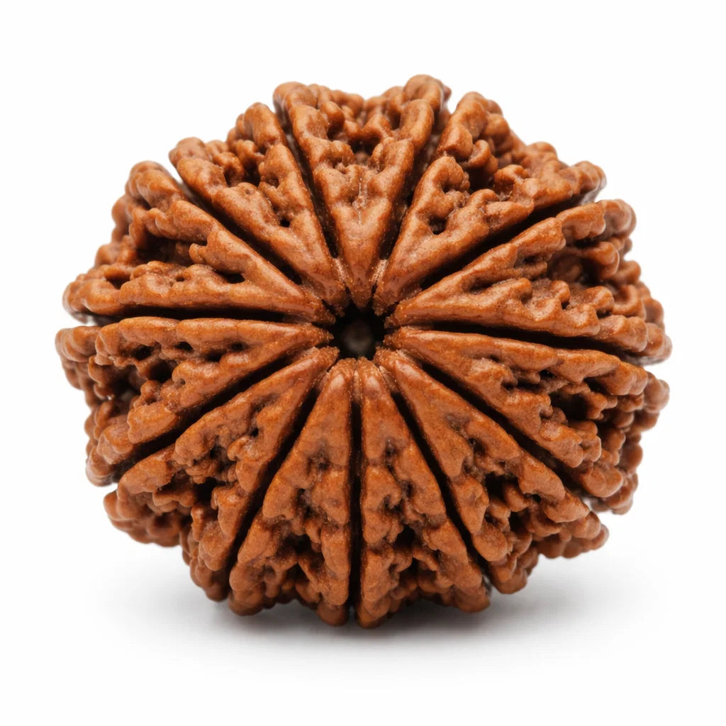 Authentic 11 Mukhi Rudraksha – Vastu Remedy for Meditation Mastery & Wisdom | Ideal for North-East Command Center