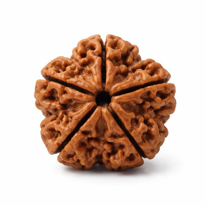 5 Mukhi Rudraksha – Natural Five Face Rudraksha Bead for Health, Peace & Spiritual Growth by Vastu Mandir