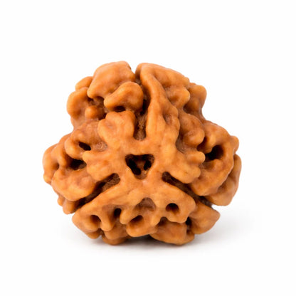 Authentic 3 Mukhi Rudraksha – Vastu Remedy for Confidence Boost & Karma Cleansing | Ideal for South-East Fire Element Activation
