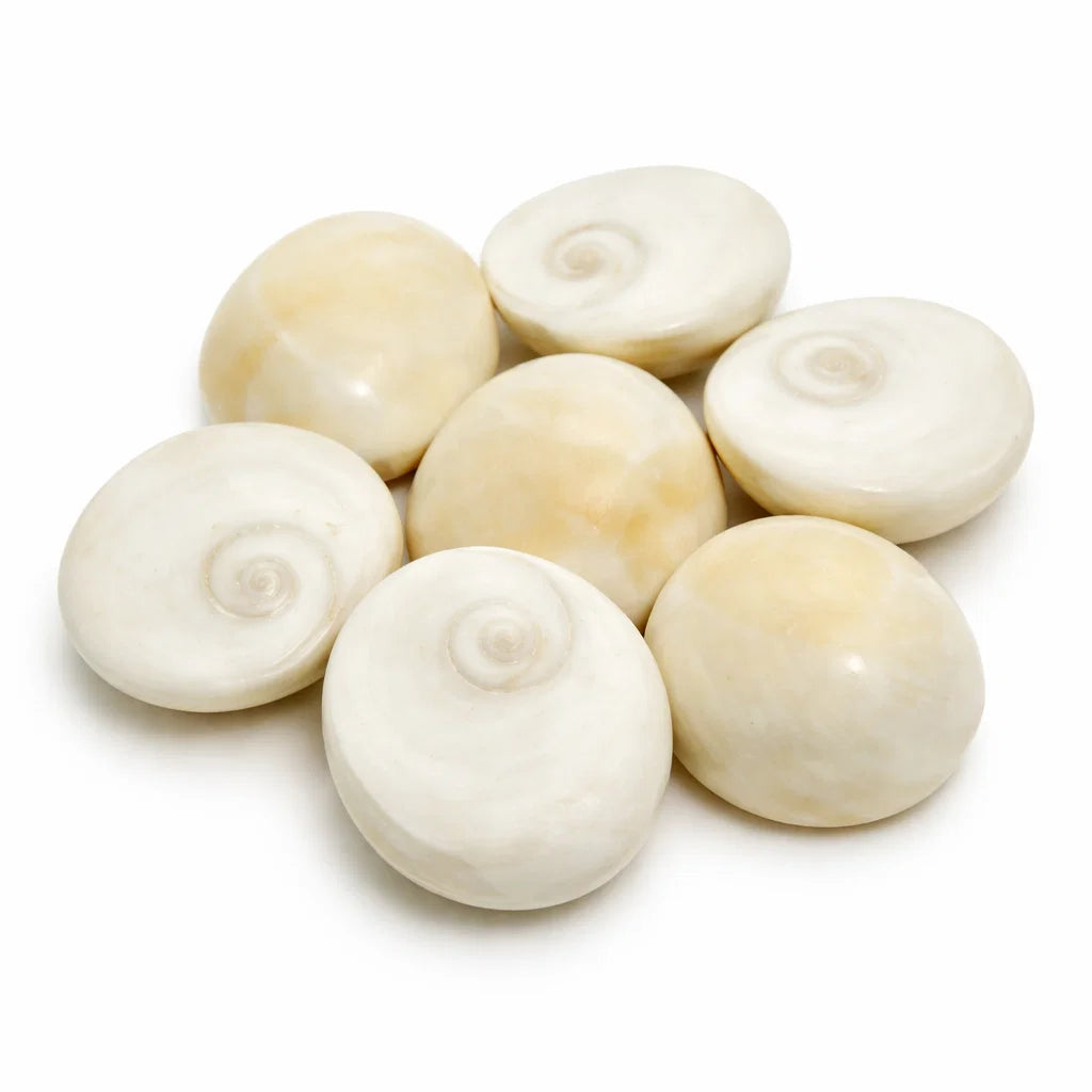 Gomti Chakra Shells – Vastu Remedy for Wealth Attraction & Naag Dosh Relief | Ideal for Wallets & Altars | Small, Medium & Raja Sizes