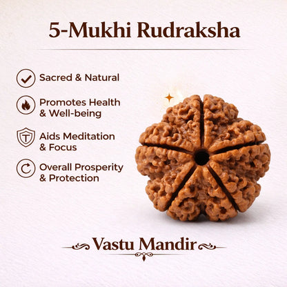 5 Mukhi Rudraksha – Natural Five Face Rudraksha Bead | Vastu Remedy for Health, Peace & Spiritual Growth by Vastu Mandir